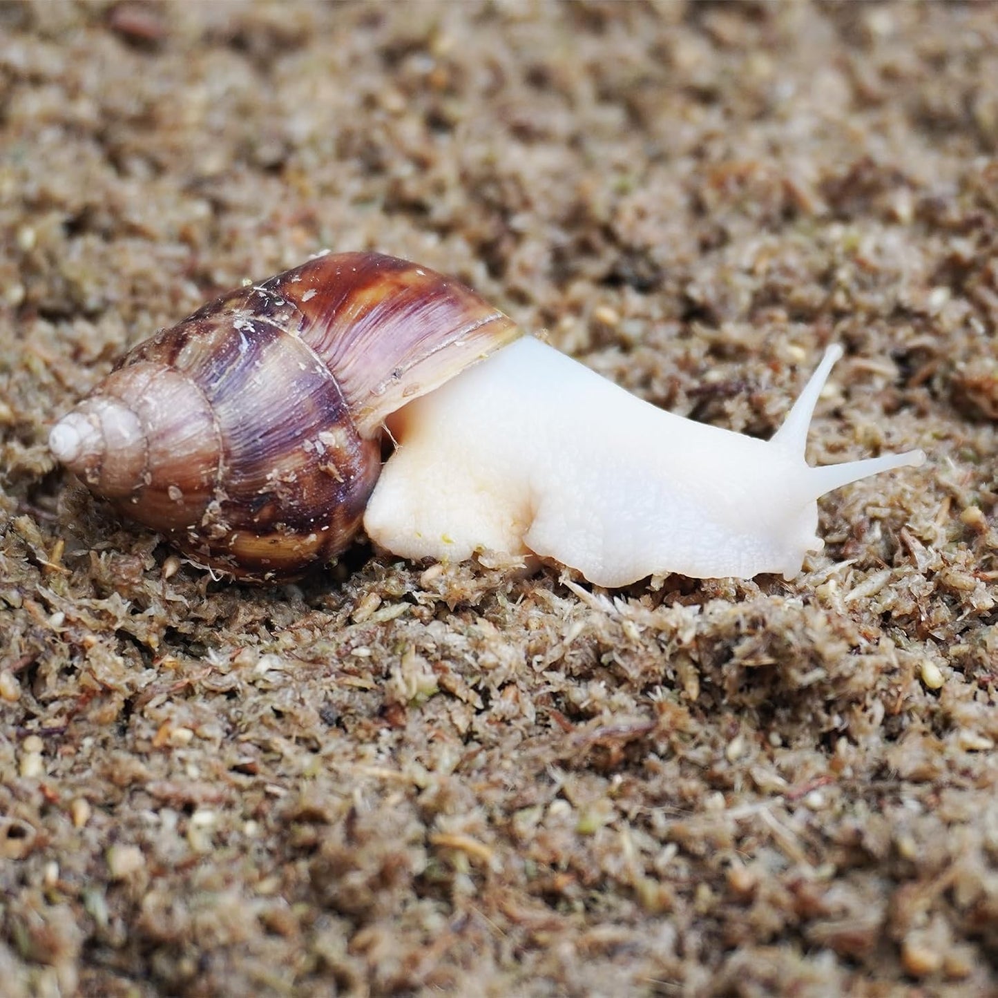 Hydrated and expanded natural moss fiber bedding for snail habitat