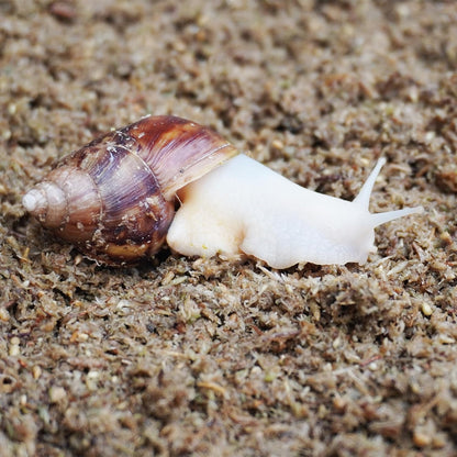 Hydrated and expanded natural moss fiber bedding for snail habitat