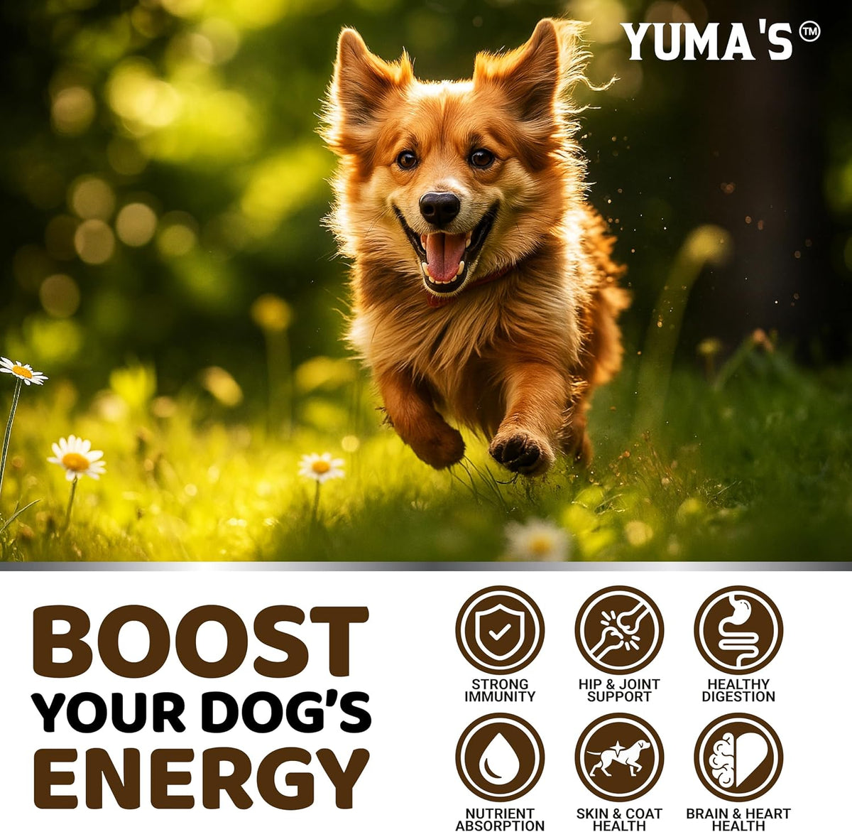 Chicken flavored dog immunity supplement bites close up view