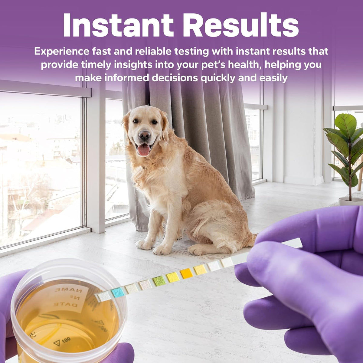 Demonstration of dipping the One Step pet urinalysis strip into a sample.