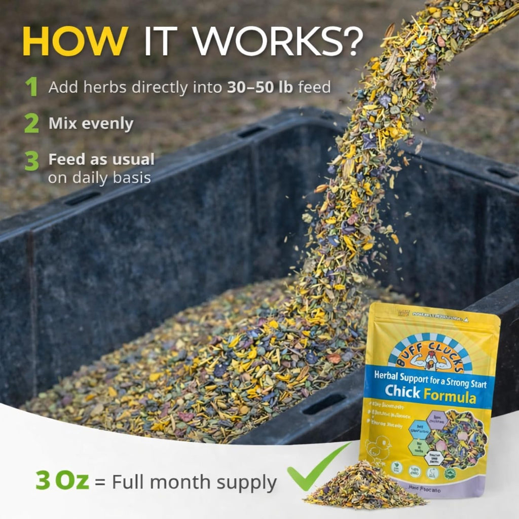 Baby chicks eating feed mixed with Buff Clucks herbal supplement