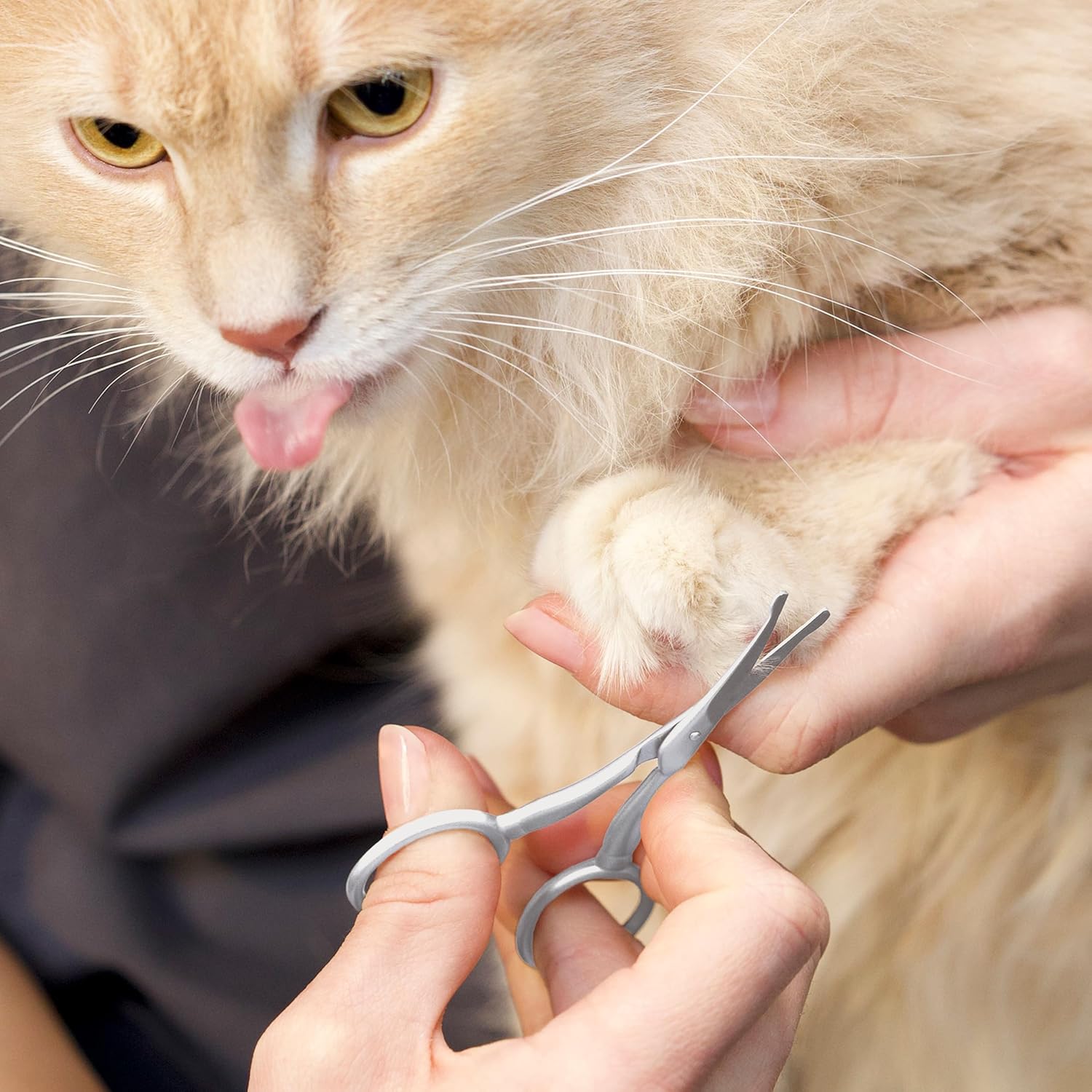 Rounded tip pet grooming shears demonstrating safety features around paws.