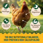 Backyard chickens enjoying premium high protein feed supplement