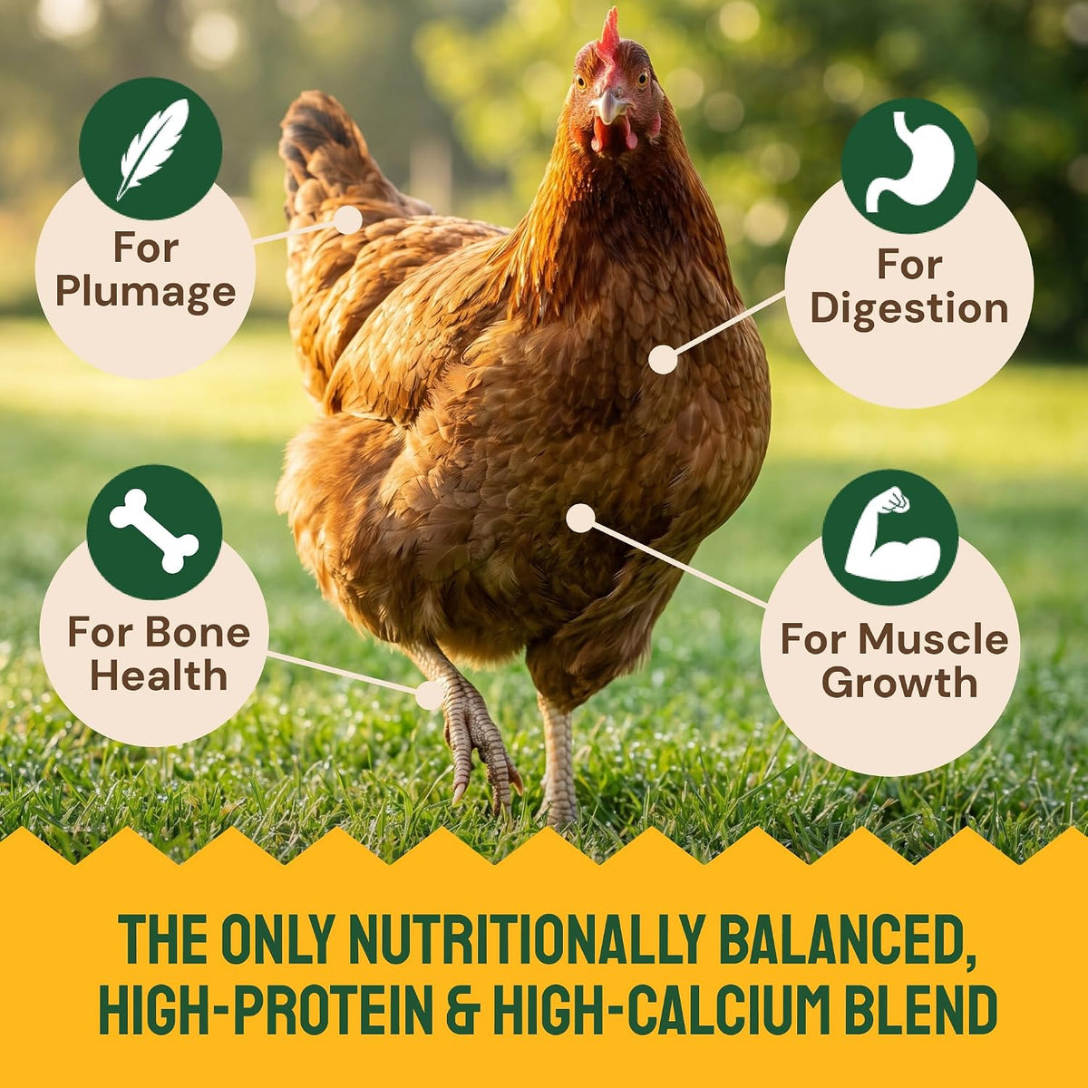 Backyard chickens enjoying premium high protein feed supplement