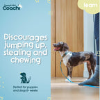 Pet owner stepping on the Coachi puppy training line to prevent jumping.