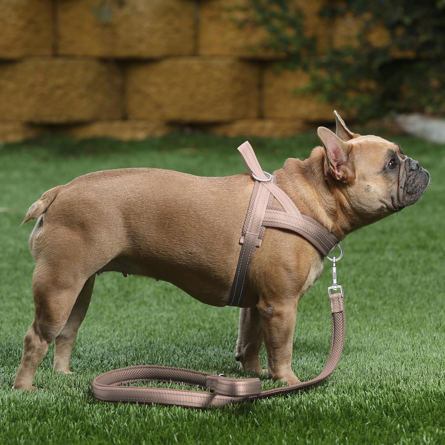 Plutus Pet training dog vest front chest D ring leash attachment