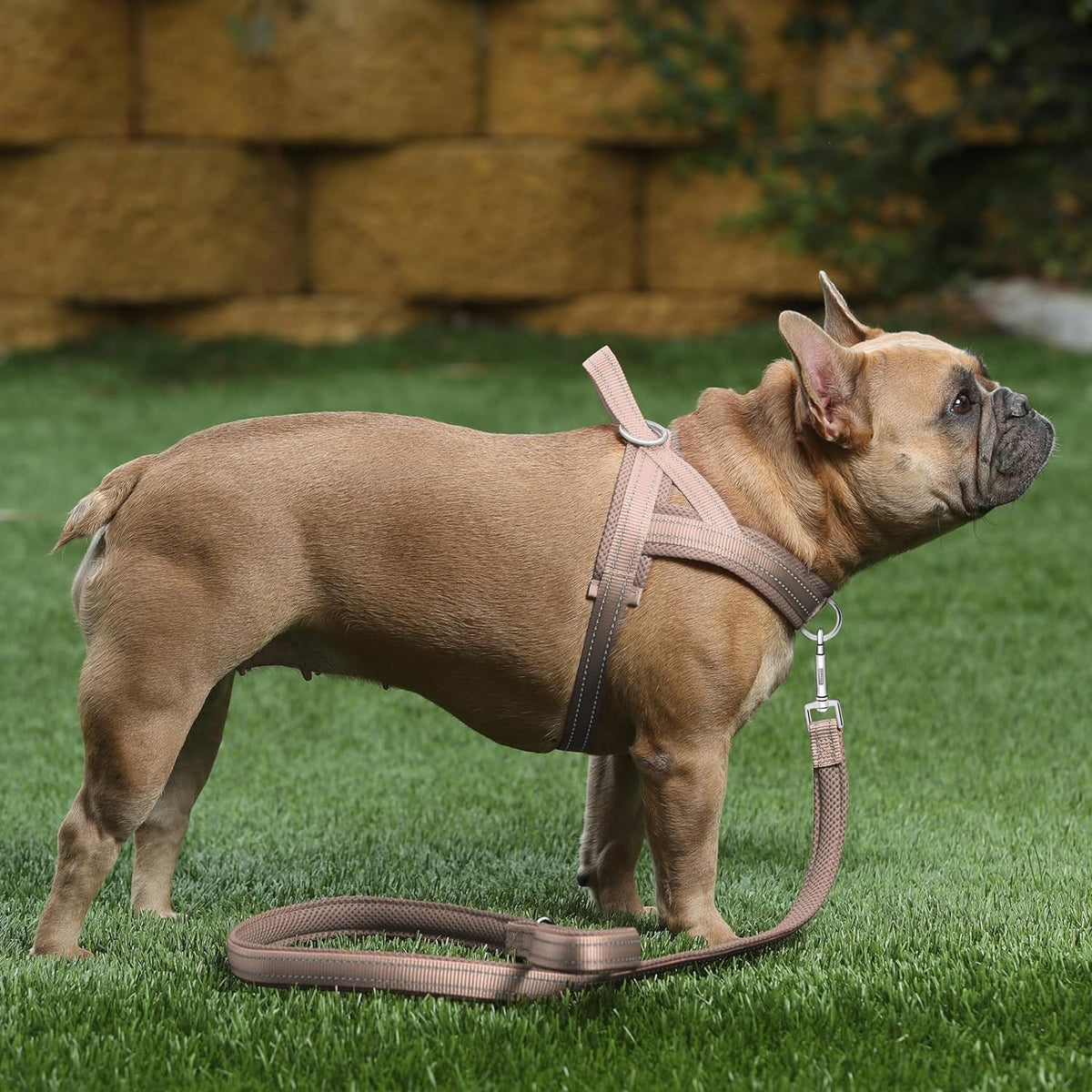 Plutus Pet training dog vest front chest D ring leash attachment