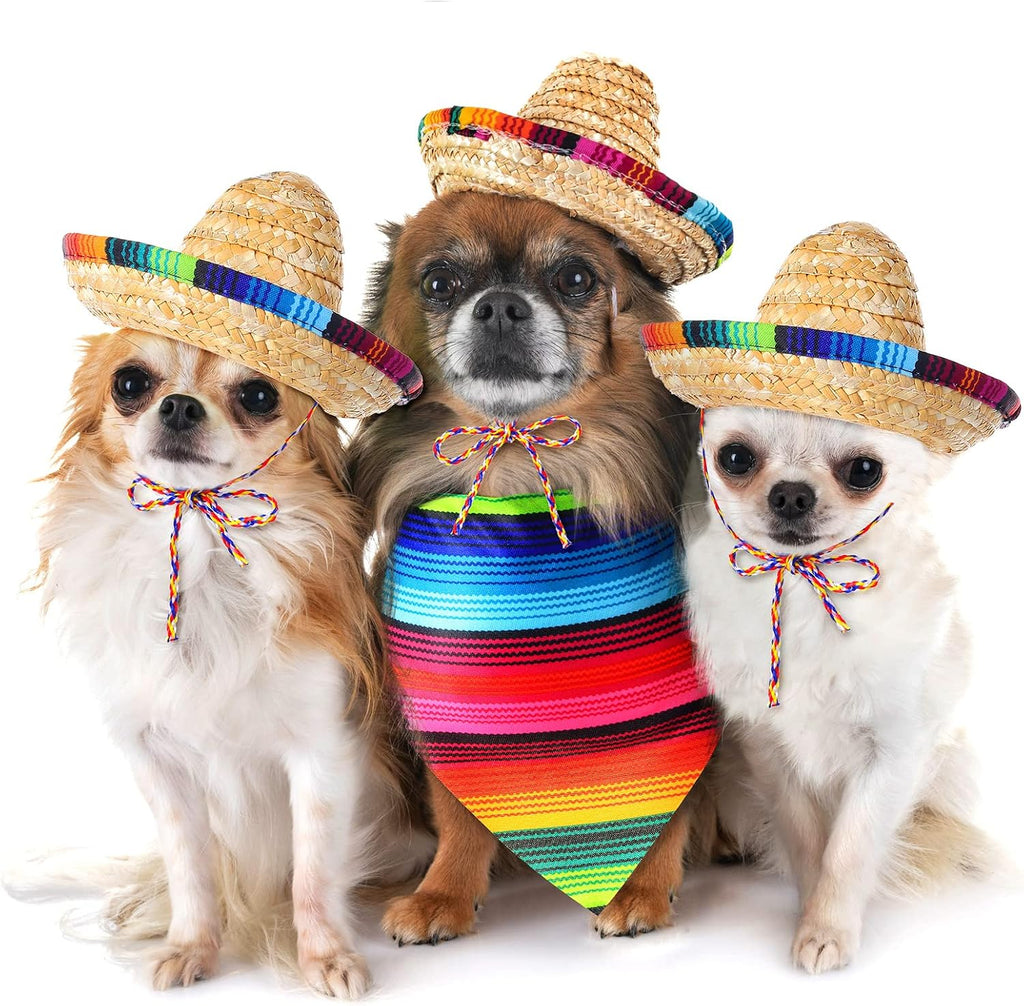 Dog wearing Mexican straw sombrero and colorful bandana