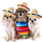Dog wearing Mexican straw sombrero and colorful bandana