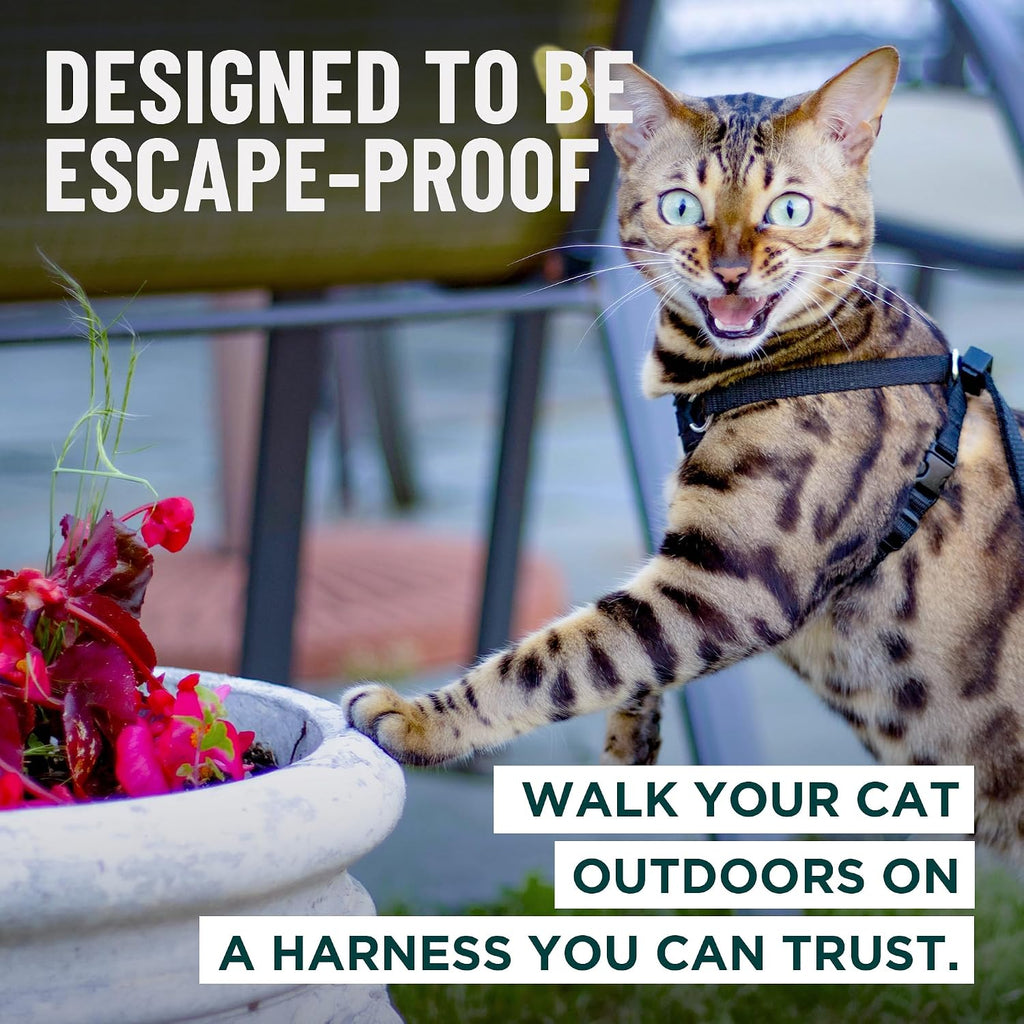 OutdoorBengal black medium cat harness with leash set attached