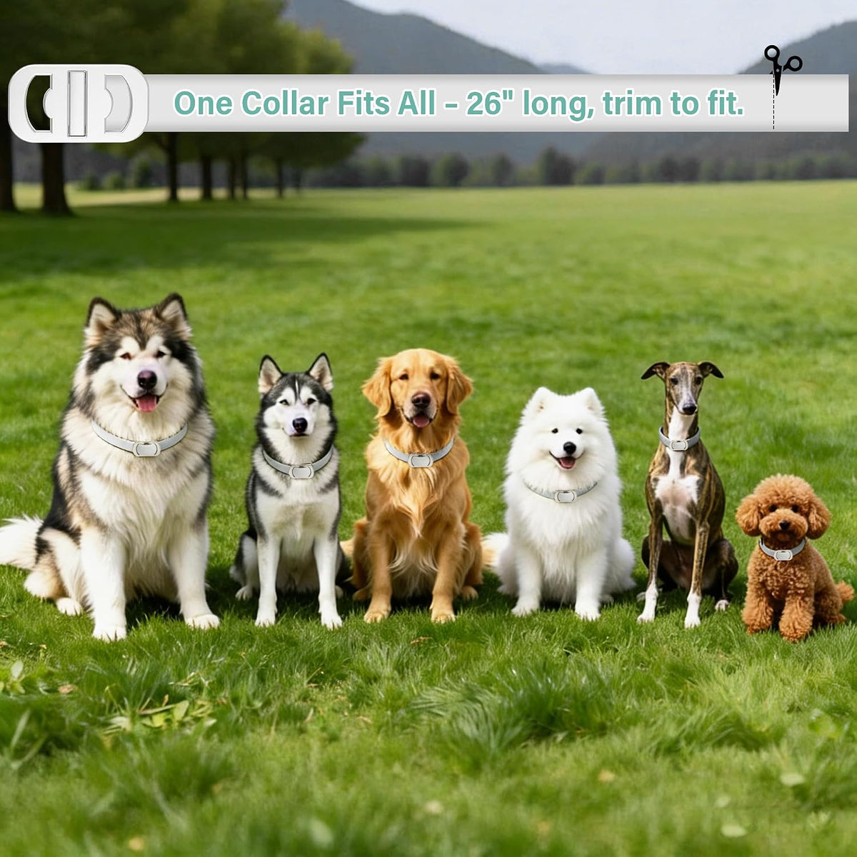 Natural plant-based dog collar for flea and tick prevention