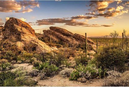 Reptile habitat background illustrating crease removal method with a flat layout view.