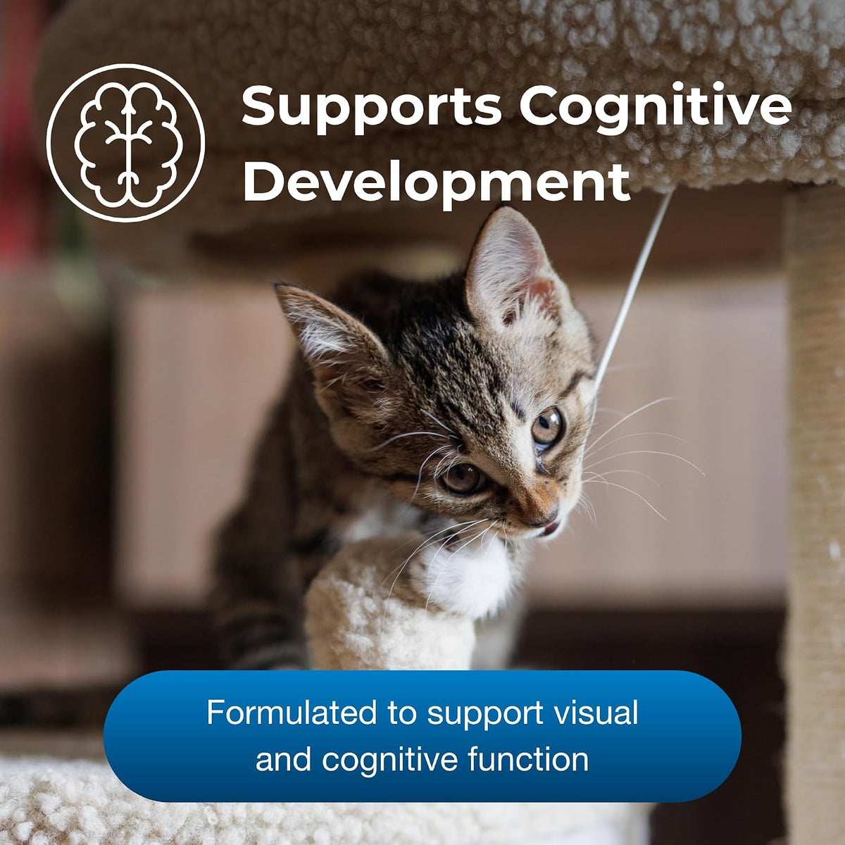 PetAg KMR Healthy Development packaging details for kittens