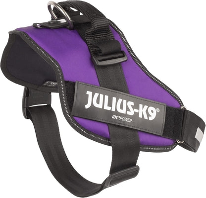Top view of large dog wearing purple Julius-K9 harness