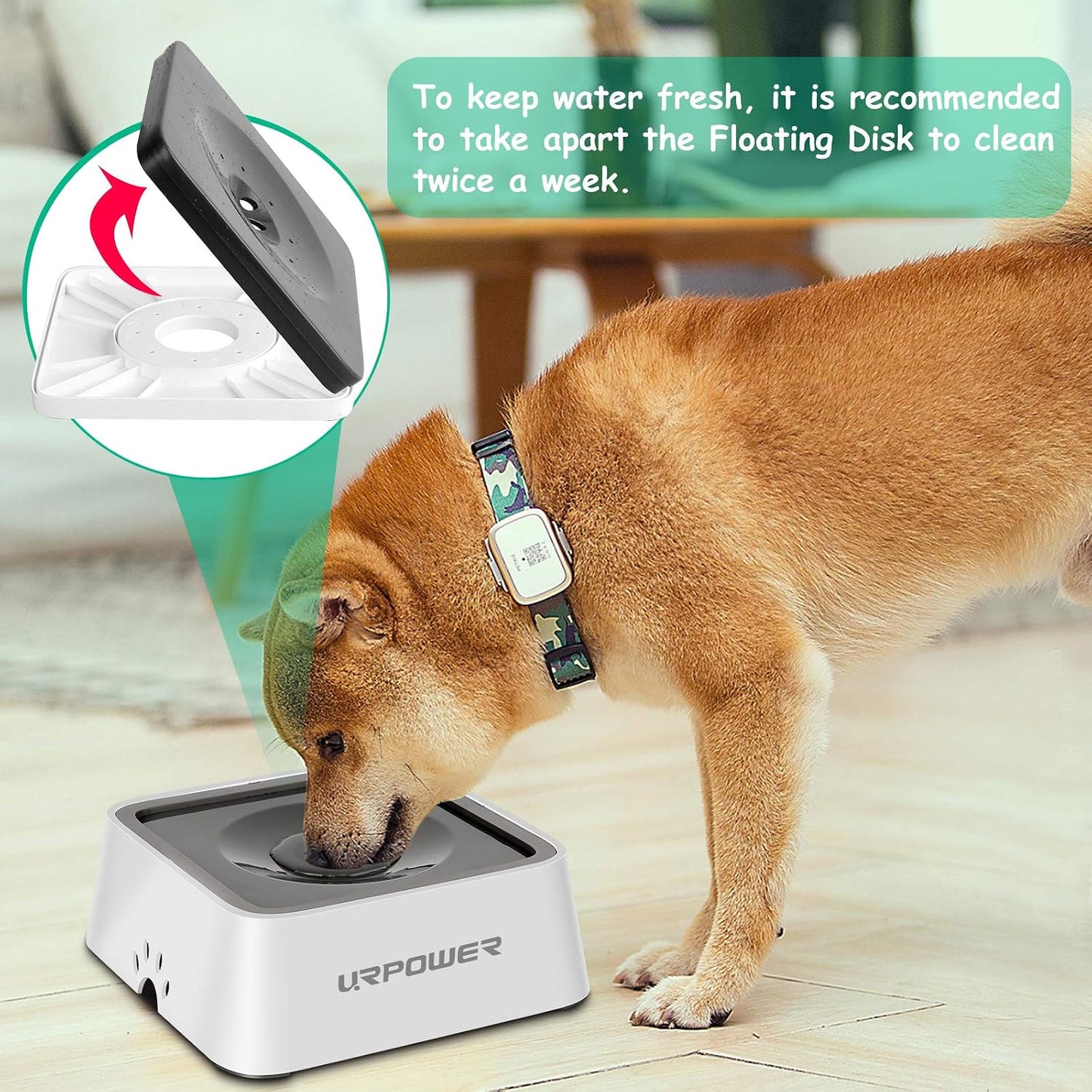 URPOWER no spill dog water dispenser disassembled for easy cleaning demonstration.