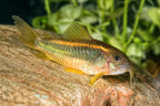 Premium USA imported fish food for freshwater shrimp and cory cats