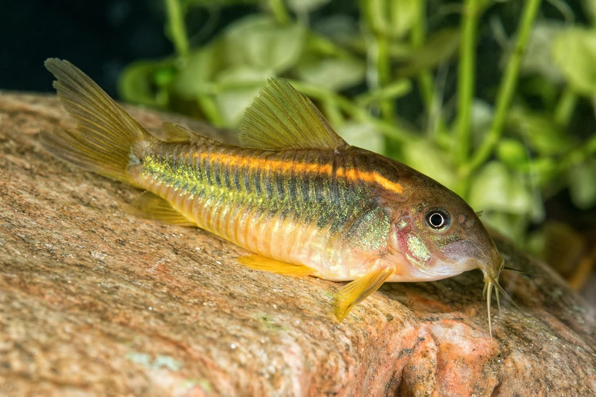 Premium USA imported fish food for freshwater shrimp and cory cats