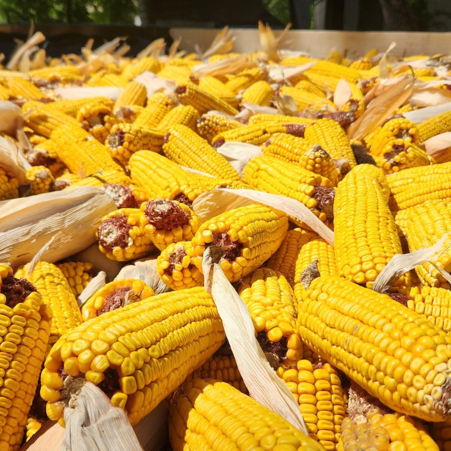 Himsel Farms imported USA premium yellow ear corn kernels packaging details