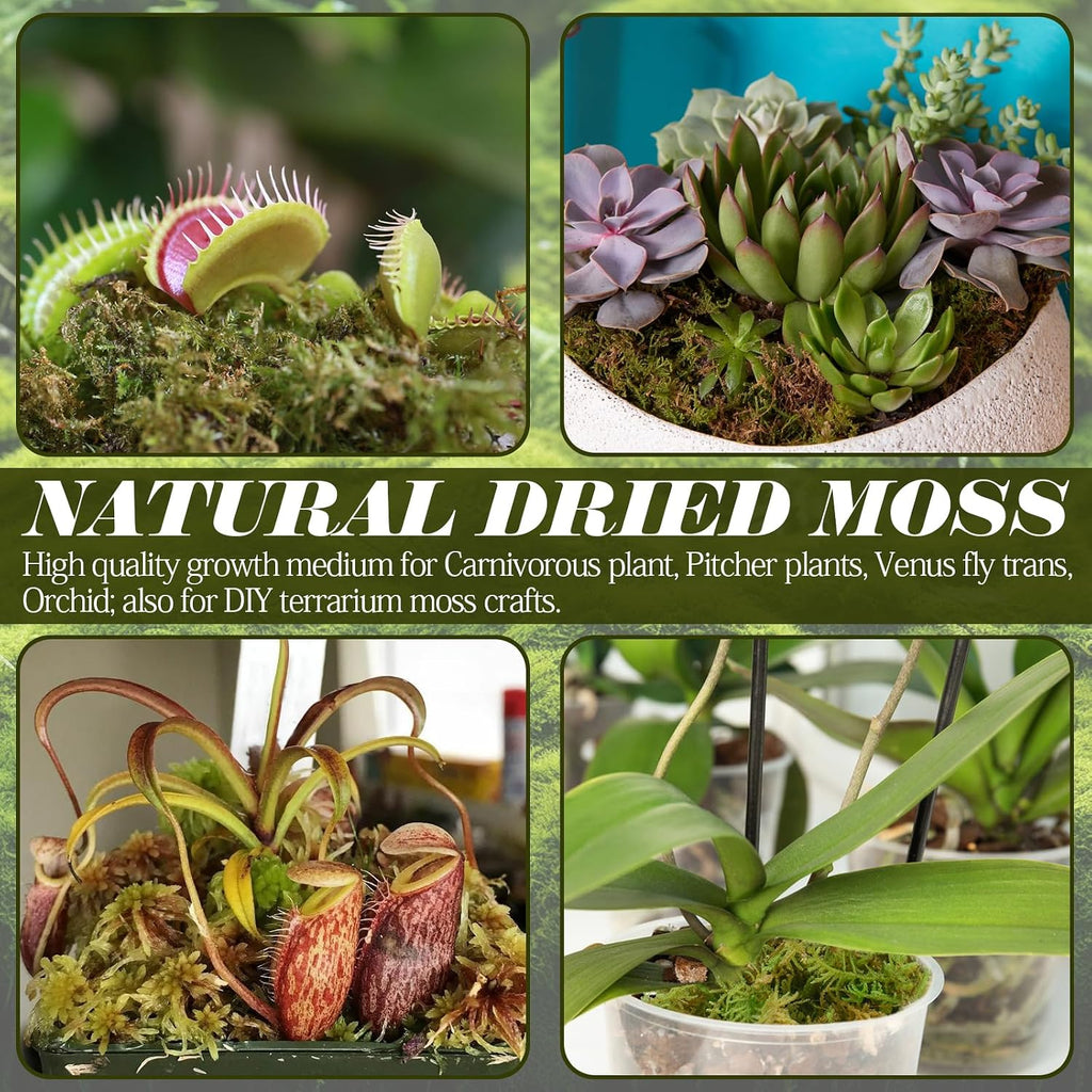 Carnivorous pitcher plants potted inside moisture retaining premium peat moss medium.