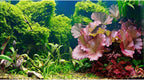 Aquarium Background Various Underwater Grass Plants Aquarium Backdrop Vivid and Fresh Green Aquatic Plants Stone River Bed and Dead Wood Purple Stone Fish Tank Background 24x16in - Image 13