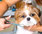 Long and short stainless steel dog shears for full body and facial grooming