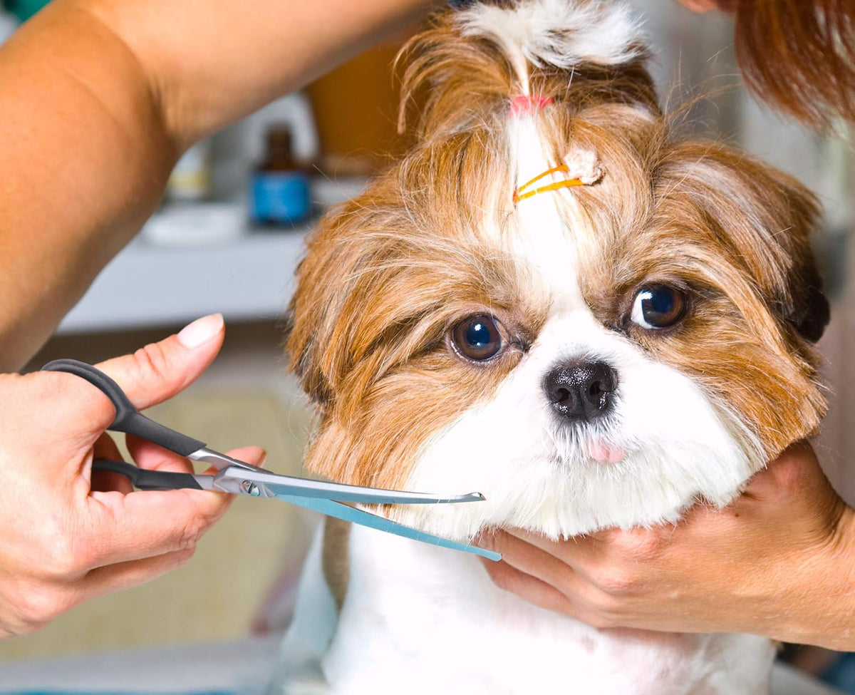 Long and short stainless steel dog shears for full body and facial grooming