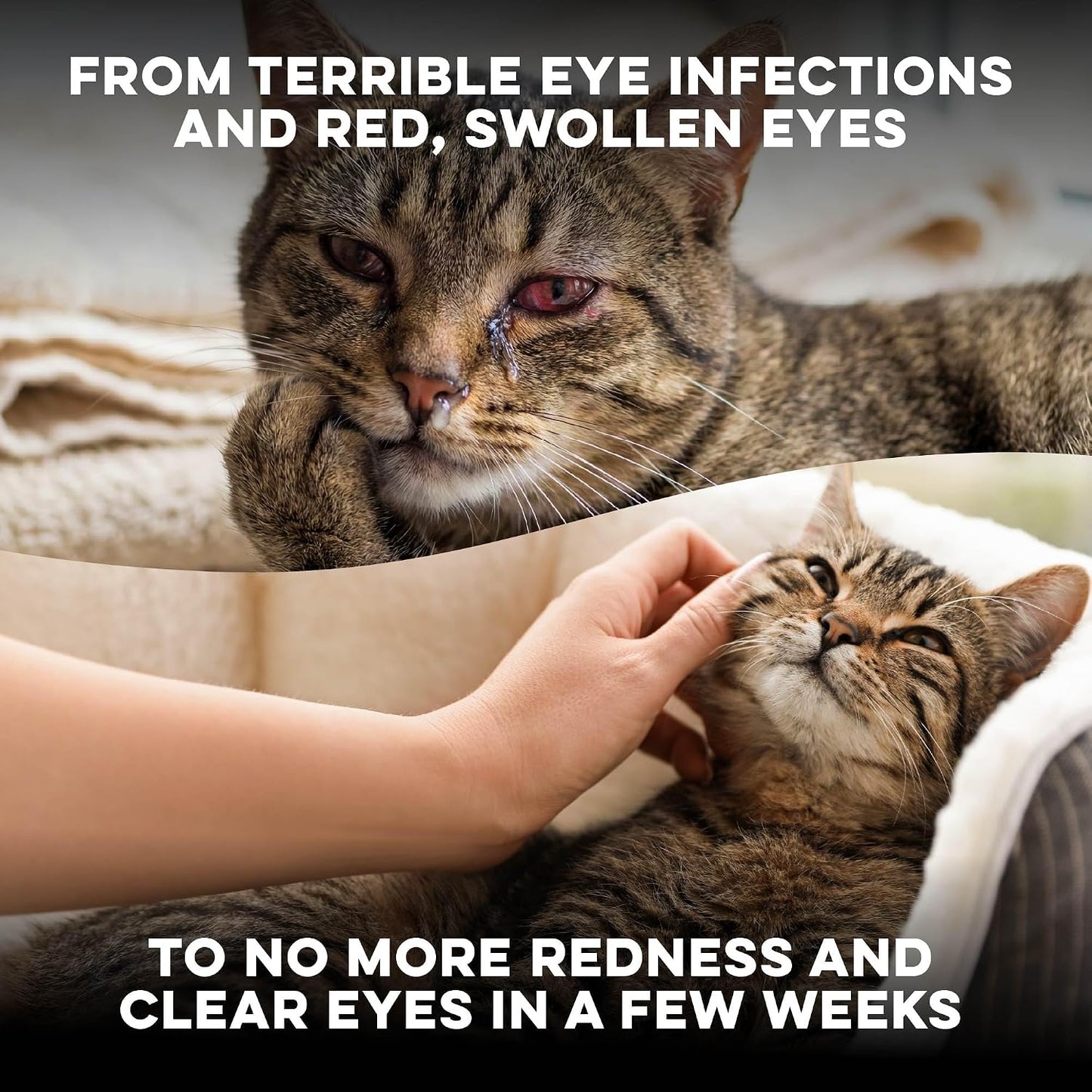 Authentic USA imported feline supplement container for soothing discharge and watery cat eyes.
