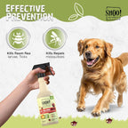 Dog owner applying safe plant-based tick repellent spray.