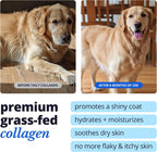 Taily premium grass-fed collagen skin and coat supplement container