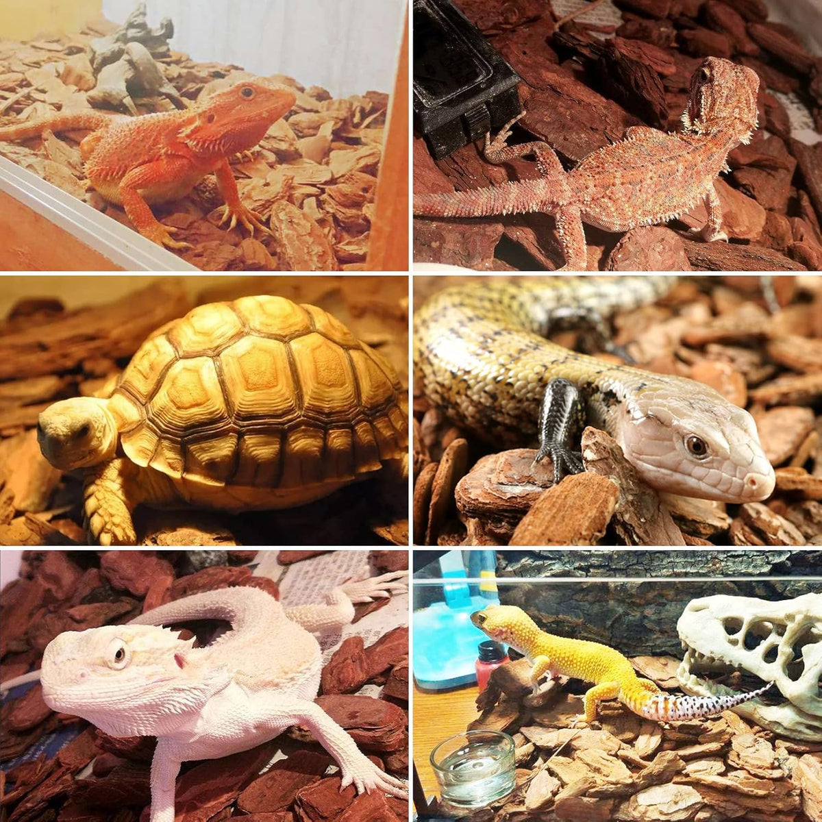 Tortoise habitat setup using Hamiledyi pine bark chips