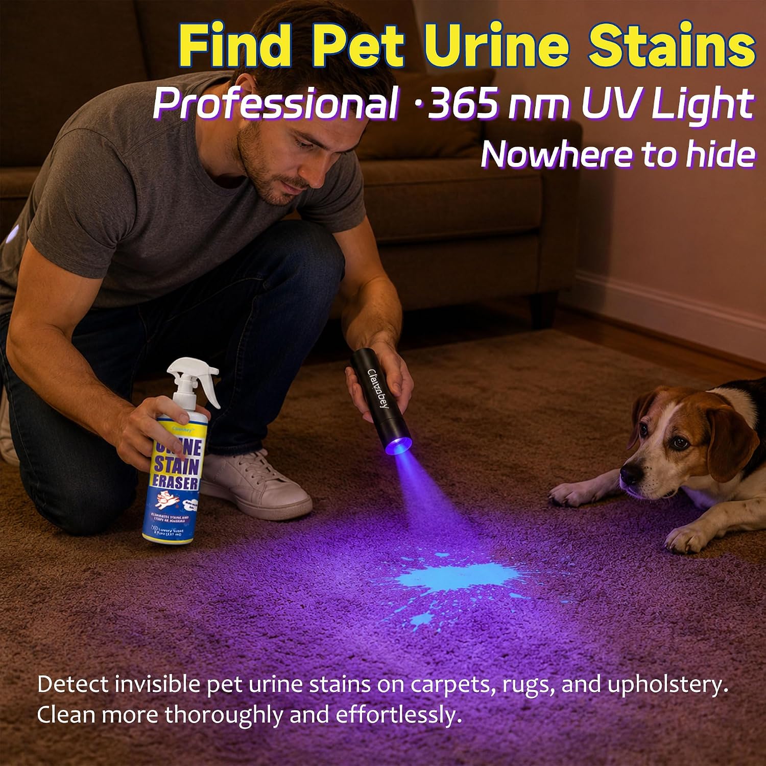Rechargeable USB ultraviolet blacklight detecting hidden dried pet urine on living room carpet