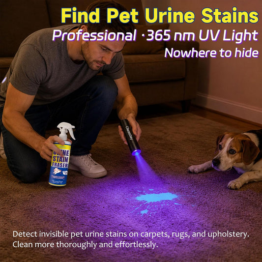 Rechargeable USB ultraviolet blacklight detecting hidden dried pet urine on living room carpet