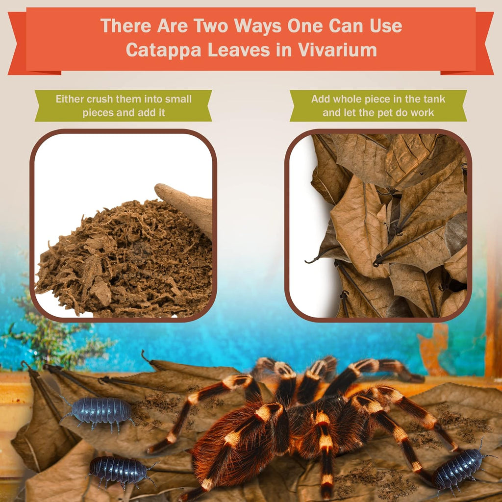 Natural leaf litter substrate for isopod vivarium and habitat maintenance