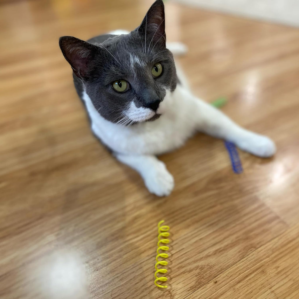 SPOT Colorful Springs Cat Toys - 3" Bouncy Coils for Indoor Cats & Kittens to Swat, Chase & Bite, Safe Lightweight Plastic, Interactive Enrichment Toys, 10-Pack Multi-Color - Image 10