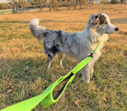 Premium imported USA pet training lead packaging display for Indian pet parents.