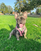 Small dog wearing pink Gooby Comfort X harness