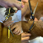 Complete overview of the Fcysy premium imported pet grooming supply set.