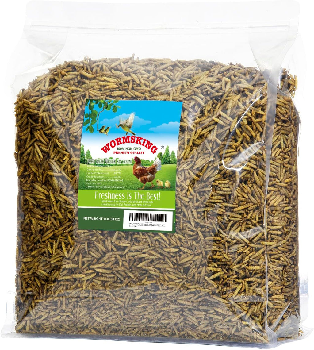 Reptile being fed dried black soldier fly larvae