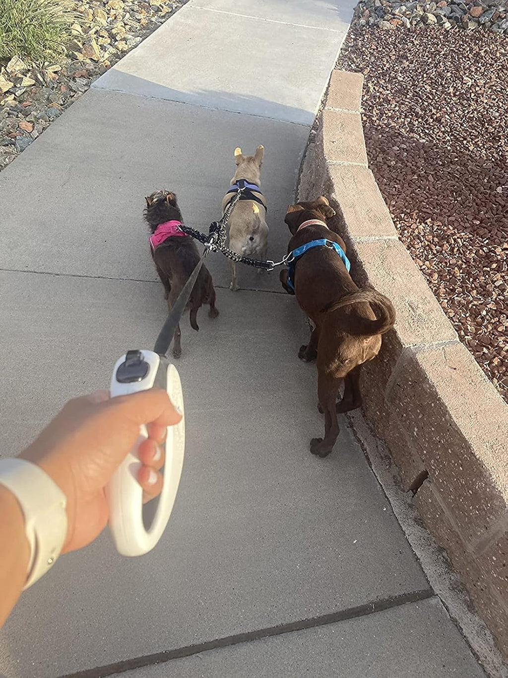 Full product layout of the authentic imported heavy duty triple dog leash splitter package