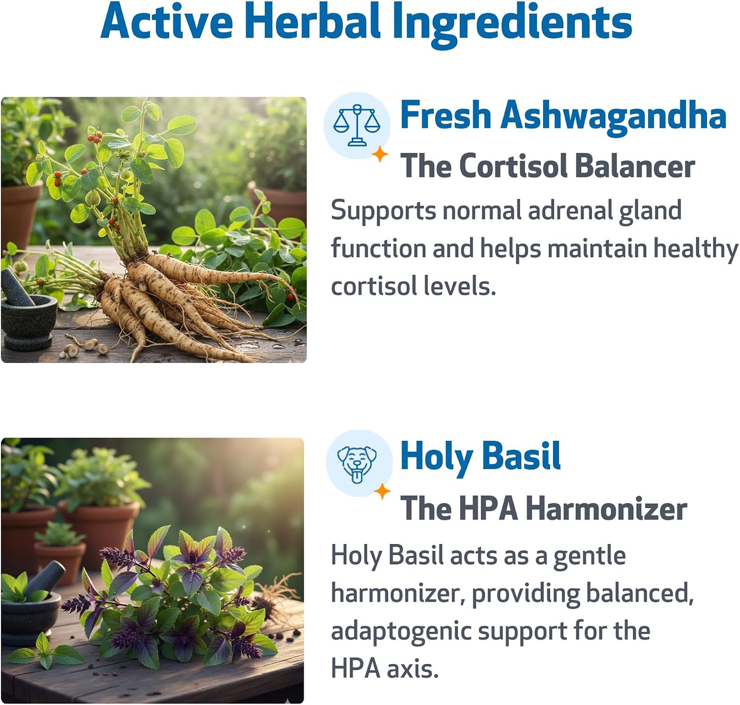 Natural herbal formula for canine adrenal gland health and stress management.