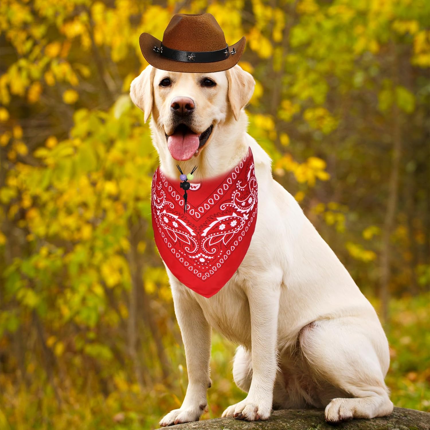 Large dog wearing brown felt cowboy hat with star emblem