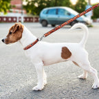 Pets First NHL hockey fan walking lead flat lay