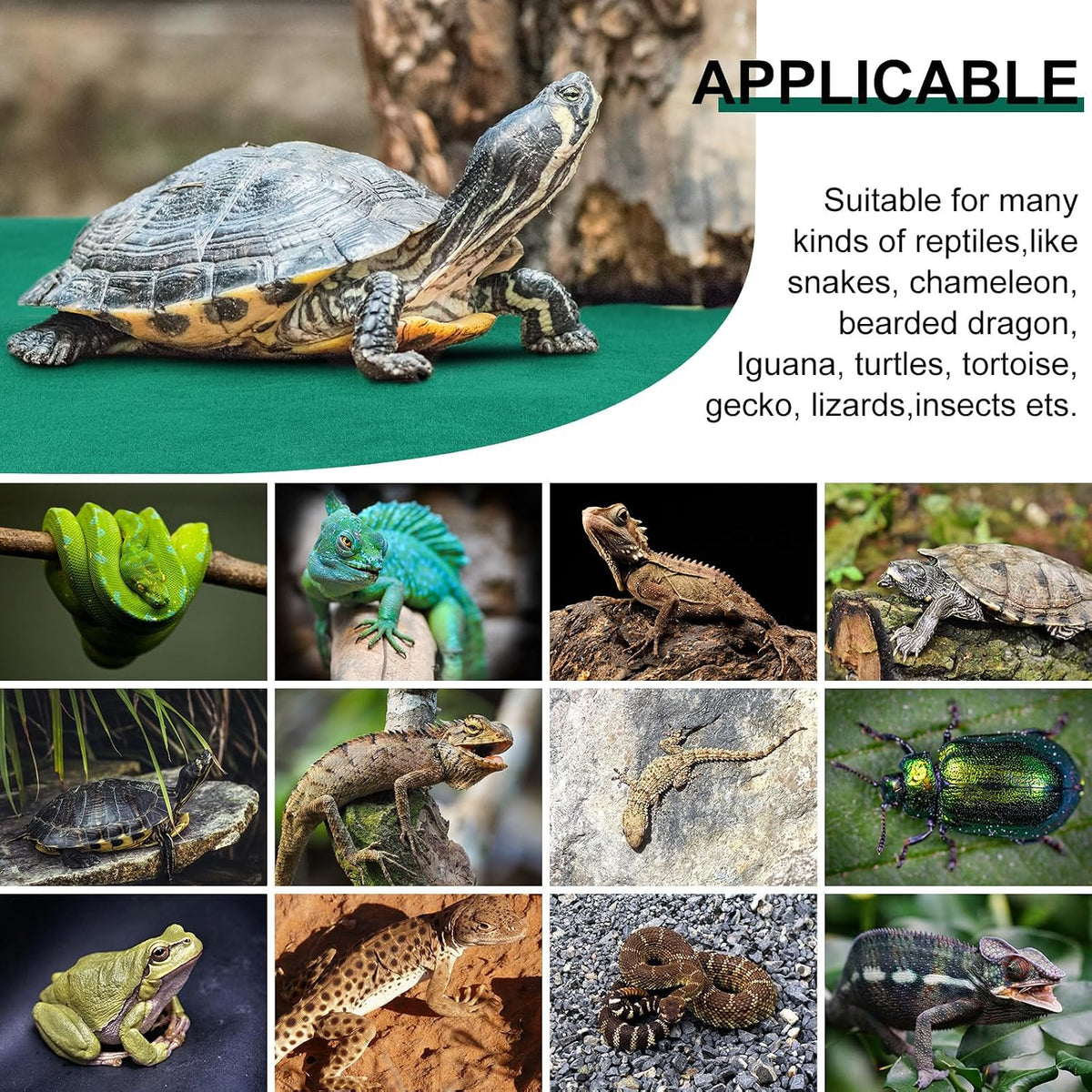Haull reptile terrarium liner styled inside a bearded dragon enclosure