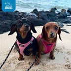 Best Pet Supplies Voyager Step-in Air Harness - All Weather Mesh, Reflective, No Pull Harness for Dogs, Cats - Secure with Hook & Loop Fastener, Buckle, Double D-Rings - Fuchsia, S - Image 10