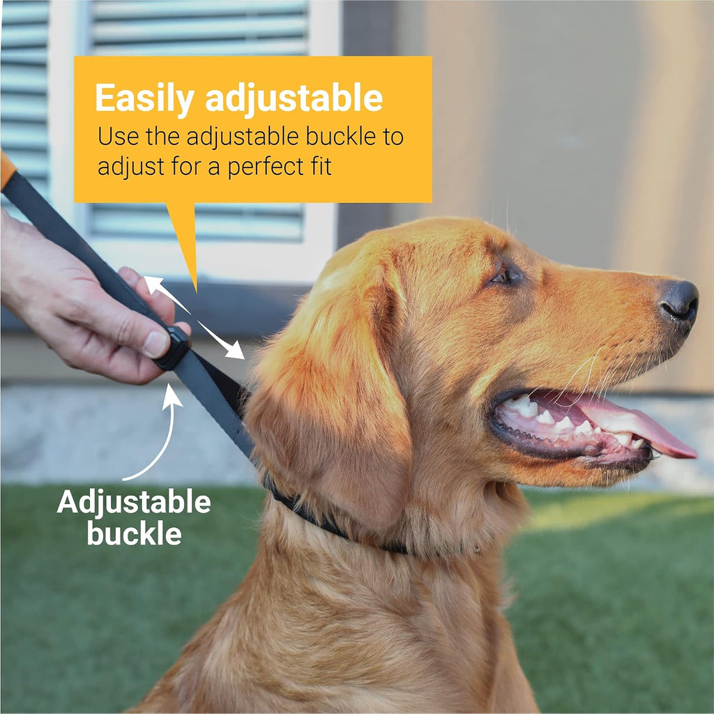 Rubber capped metal prongs on a black pet training collar.