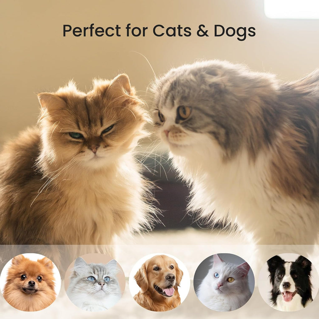 Pet owner grooming cat with Dancemoon PawRake