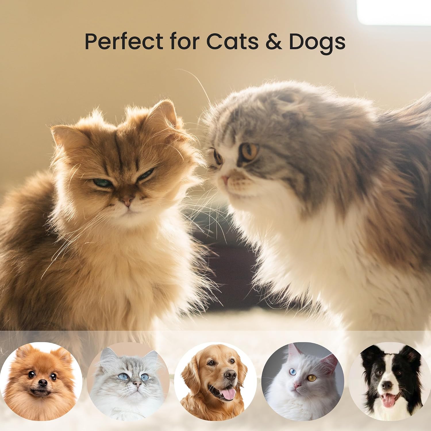 Pet owner grooming cat with Dancemoon PawRake