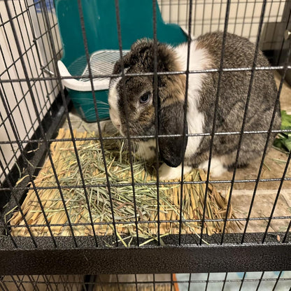 Guinea pig chewing on Pinvnby hay mat
