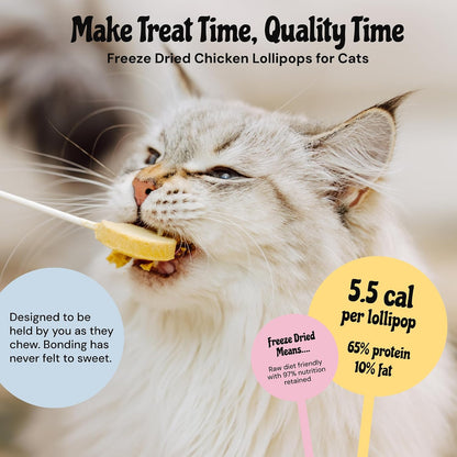 An indoor cat licking a freeze dried chicken and pumpkin pet lollipop treat.