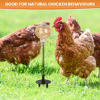 Backyard chickens interacting with Moyardow forage toy in grass